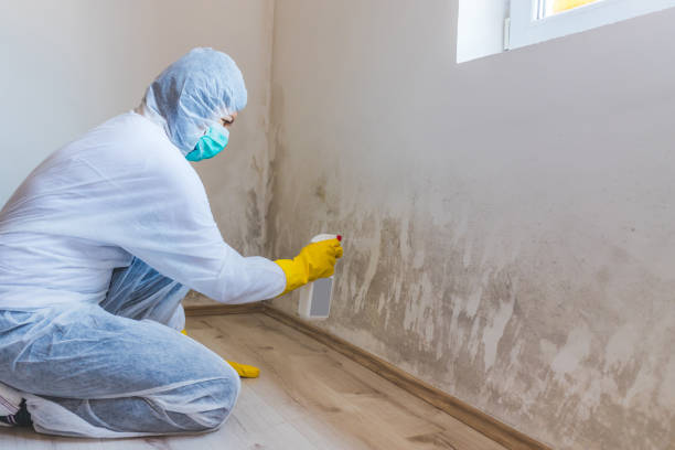 Licensed Basement Mold Remediation service in Brookfield, NJ - 24 Hour Mold Removal