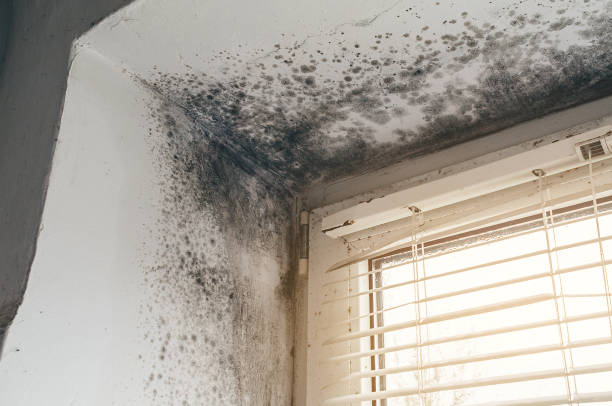 Affordable Basement Mold Remediation solutions in Brookfield, NJ