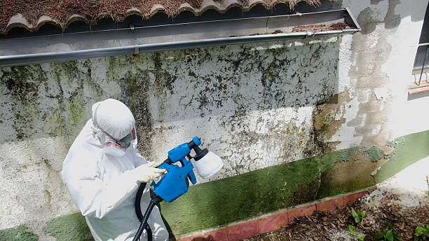 Top rated local Basement Mold Remediation specialists in Brookfield, NJ